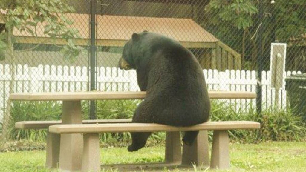 A bear sits on a picnic table with its head resting on its paw, gazing into the distance. A white fence and greenery are in the background.