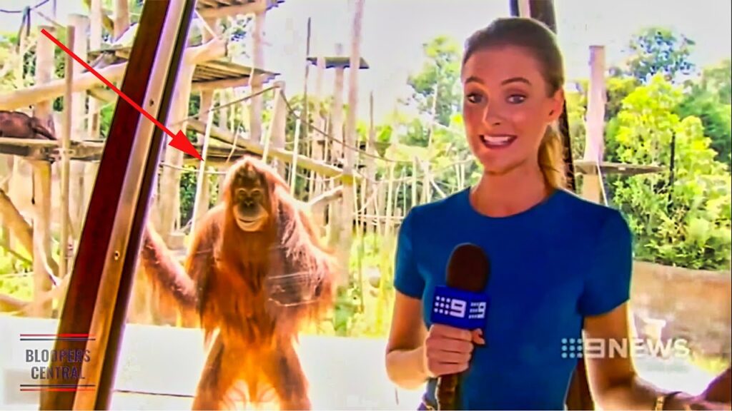 A reporter in a blue dress stands in the foreground, holding a microphone labeled "9 NEWS." Behind her, an orangutan leans against a glass window, looking inside. The setting appears to be a zoo or wildlife park.