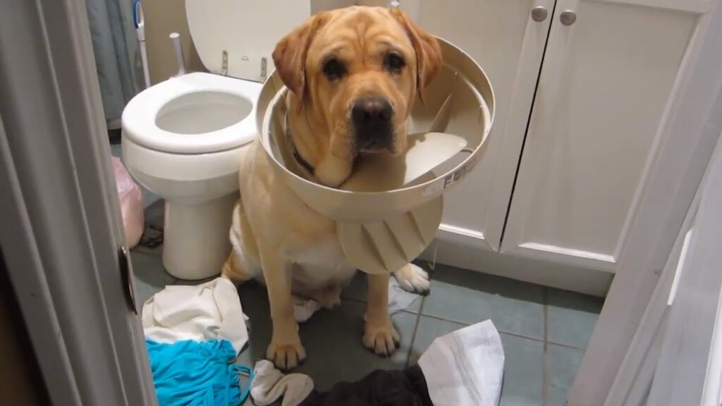 A yellow Labrador is sitting in a bathroom with its head stuck in a broken lampshade. Clothing is scattered on the floor, and a toilet is visible in the background. The dog looks directly at the camera with an innocent expression.