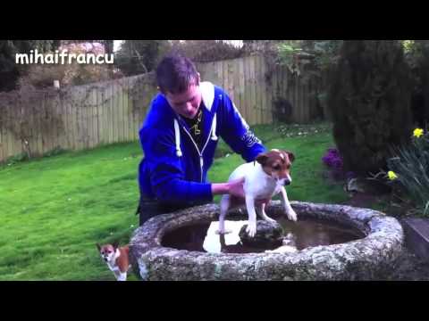 A person in a blue hoodie gently helps a small dog into a stone water feature in a grassy garden. Another small dog is nearby, observing the scene.