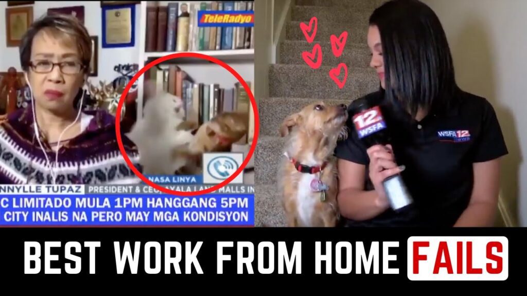 A split image showing a TV interview interrupted by a playful cat attacking a person in the background, and a reporter with a dog gazing at each other. Text: "Best Work From Home Fails.