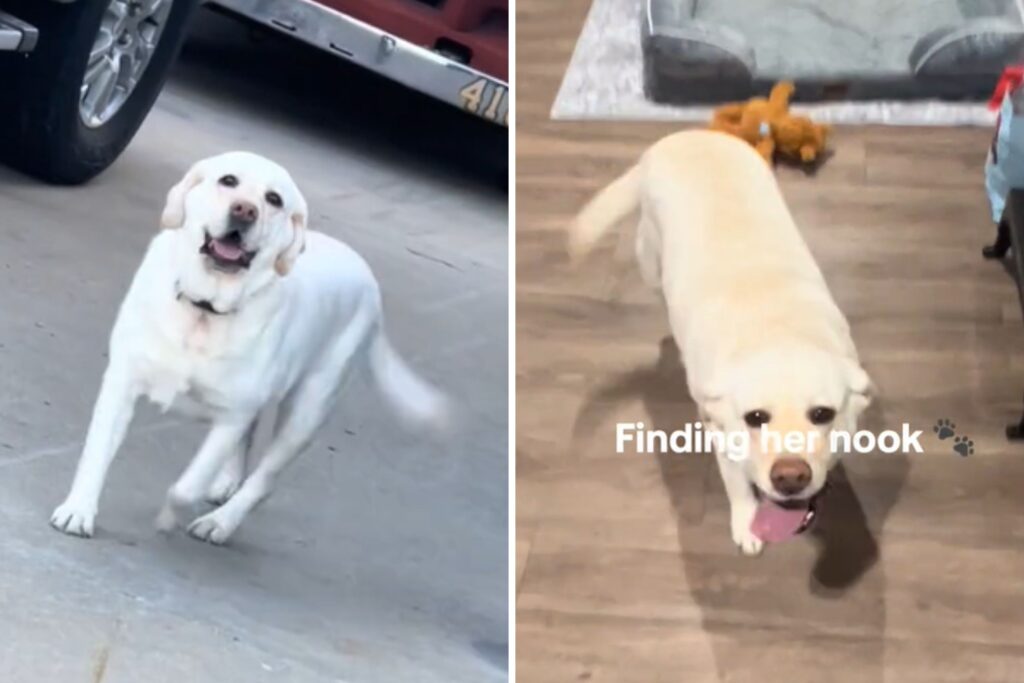 Proud San Diego Pup Starts Her First Day as New Fire Station Dog