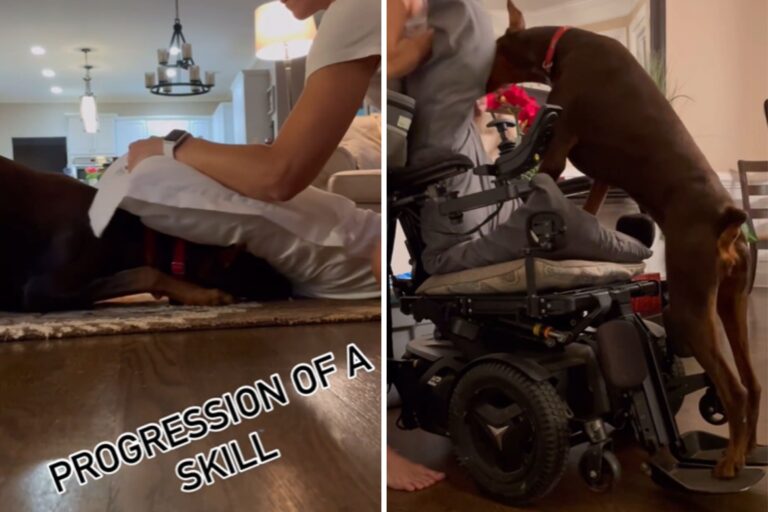 How Woman Taught Service Dog to Help Push Husband in Wheelchair—’Patience’