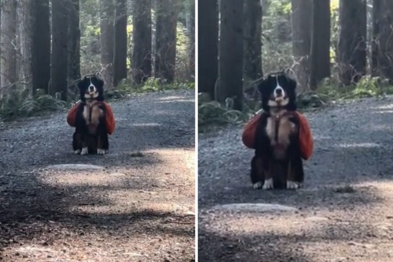 Dog Realizes Hike Is Almost Over, but She Has a Plan