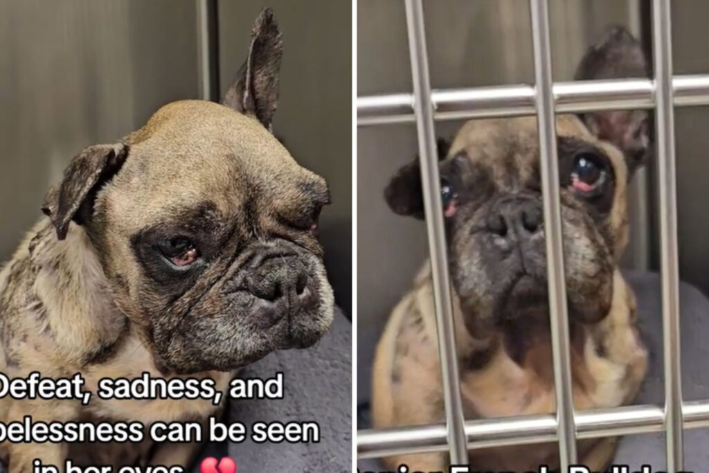 Shelter in Shock at Finding Tattoo on Senior Dog Saved From Breeding Horror