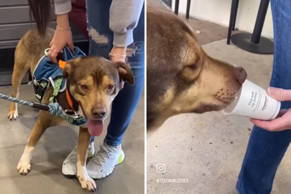 Shelter Dog Delighted by Field Trip Treat After 290 Days in Kennel