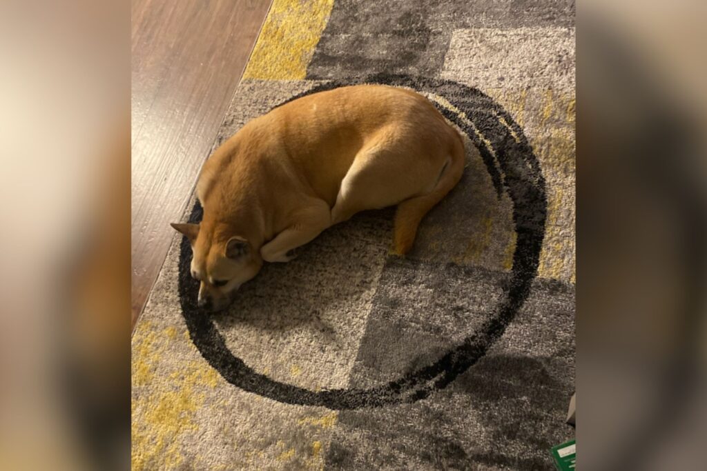 Dog Has Hilariously Unexpected Reaction to Pattern on Owner’s New Rug