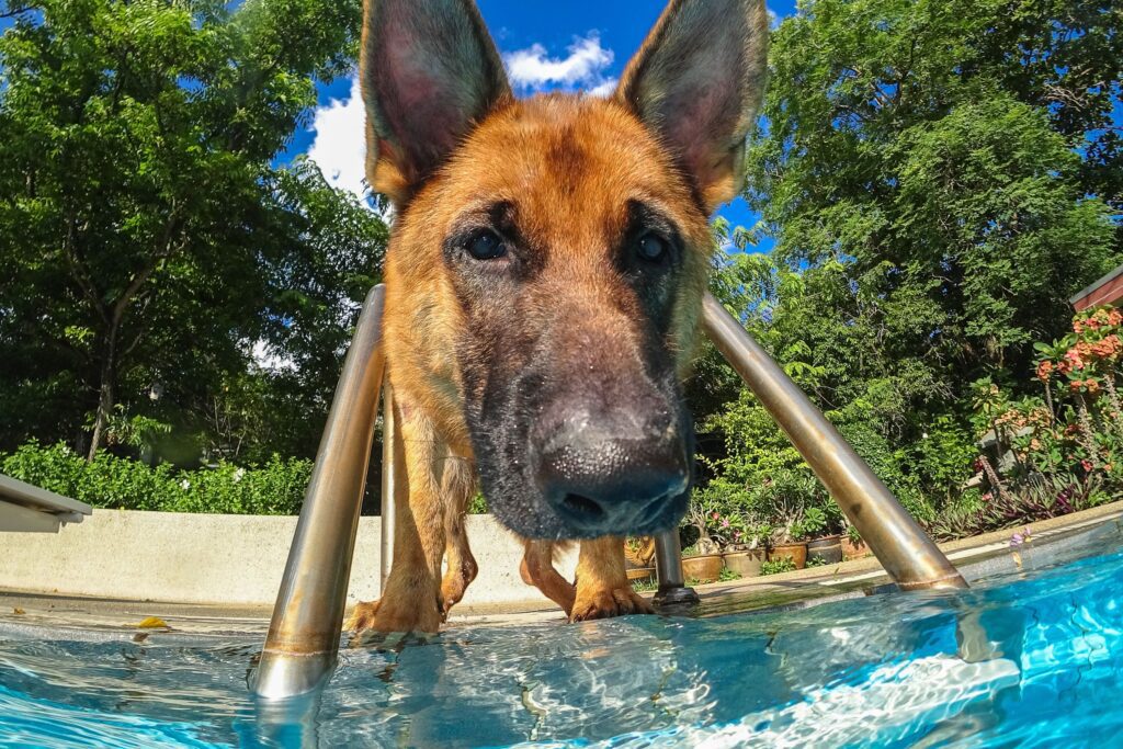 Dog Who Loves Swimming Finally Gets Backyard Pool: ‘Living His Best Life’