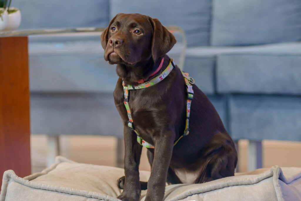 Owners Buy Labrador Puppy, Shocked by the Dog’s Full-Grown Size