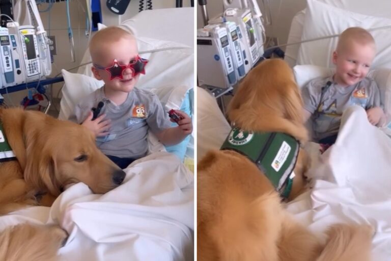 Tears as 2-Year-Old With Cancer Bonds With Hospital’s Facility Dog