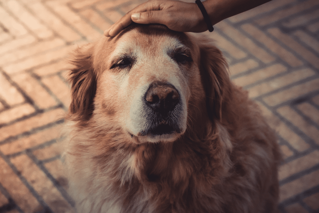 A fluffy golden retriever is being gently petted on the head by a hand. The dog appears calm and content, with eyes partially closed. The background shows a patterned brick surface.