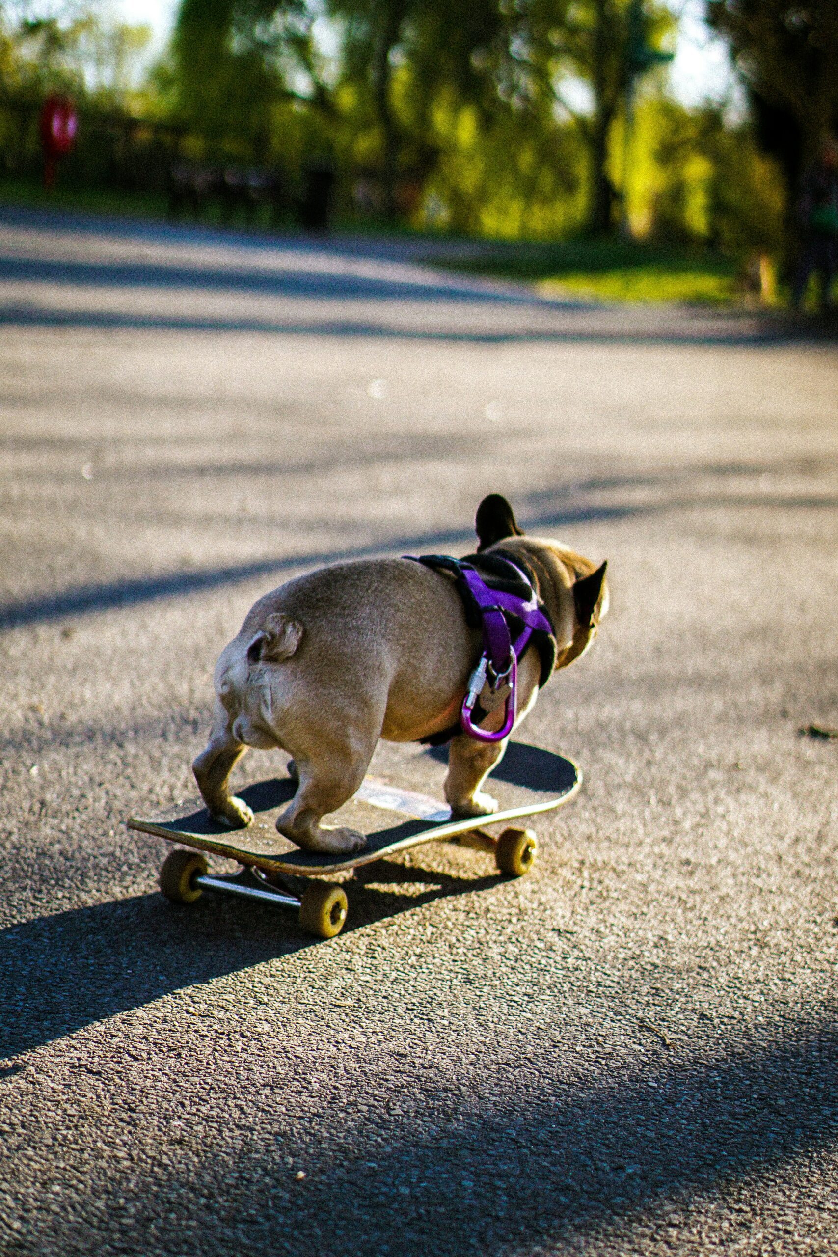 A small bulldog with a purple harness skateboards down a sunlit path in a park, surrounded by greenery.