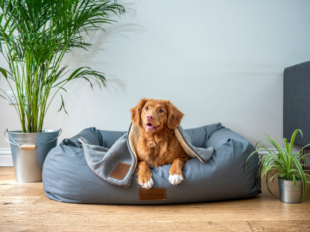 A brown dog with a white chest is resting in a gray dog bed, partially covered by a gray blanket. The scene is set in a bright room with light wooden floors, featuring a large potted plant on one side and a smaller plant on the other.