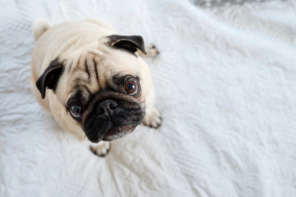 A small, tan pug with a wrinkled face and big, dark eyes sits on a white textured blanket, looking up with a curious expression. The background is softly blurred, highlighting the pug's charming features.