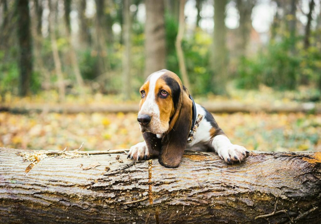 A basset hound with long ears rests its head and front paws on a fallen tree log in a forest. The background is blurred, showing autumn leaves and trees.