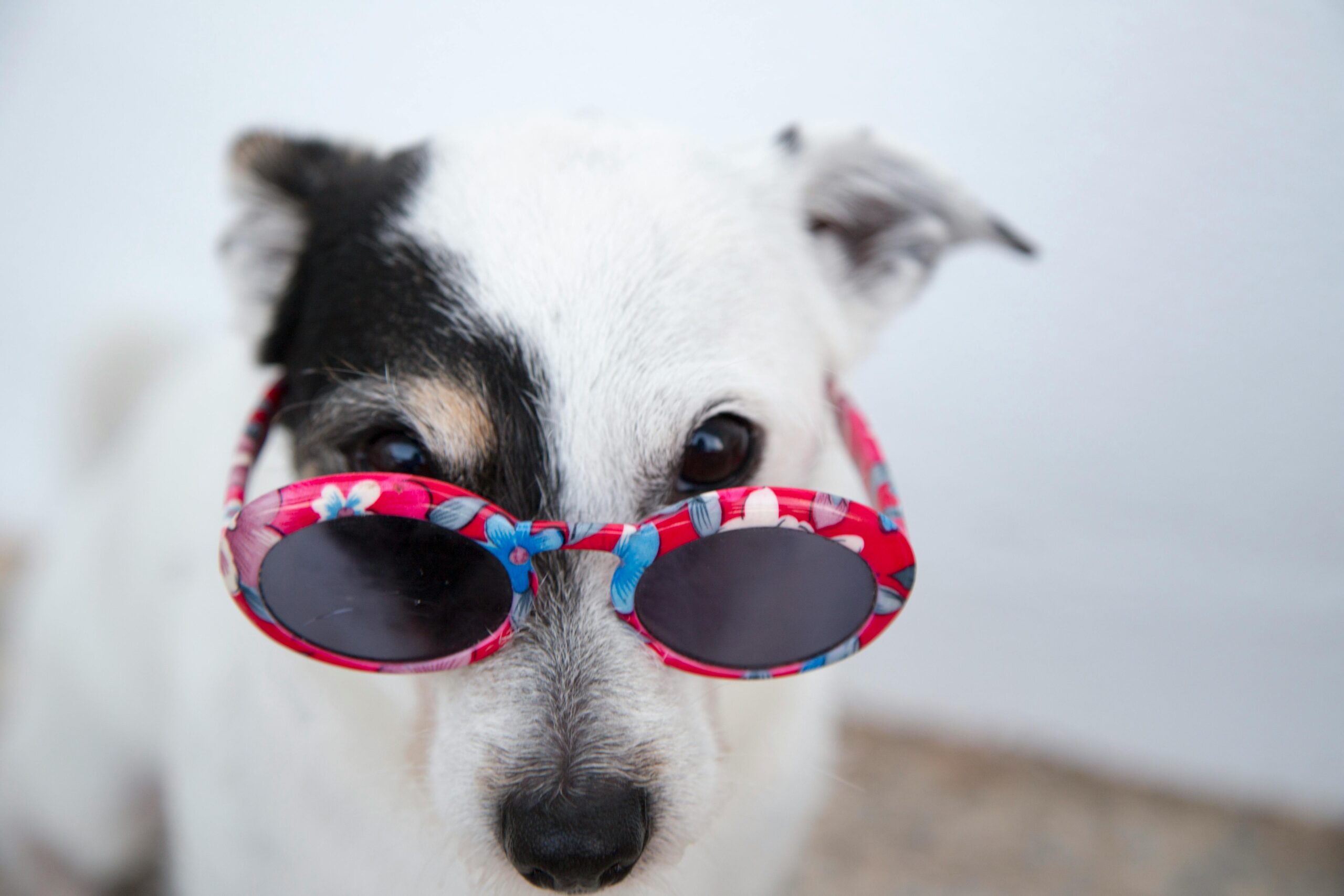 A small dog with a black and white coat wears pink floral sunglasses, looking directly at the camera. The background is a neutral, blurred white, emphasizing the dog's playful and stylish appearance.