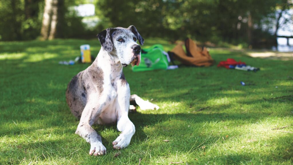 A large, spotted dog with a relaxed expression lies on the grass in a sunlit park. In the background, there are a few bags and scattered items. Trees provide shade, creating a calm and peaceful scene.