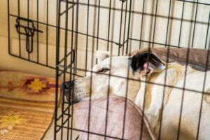 A white and tan dog is lying down and resting in a metal crate with the door open. The dog is on a brown cushion, and the crate is placed on a patterned rug in a cozy indoor setting.