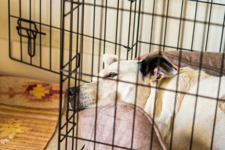 Expert Tips for Dog Crate Training