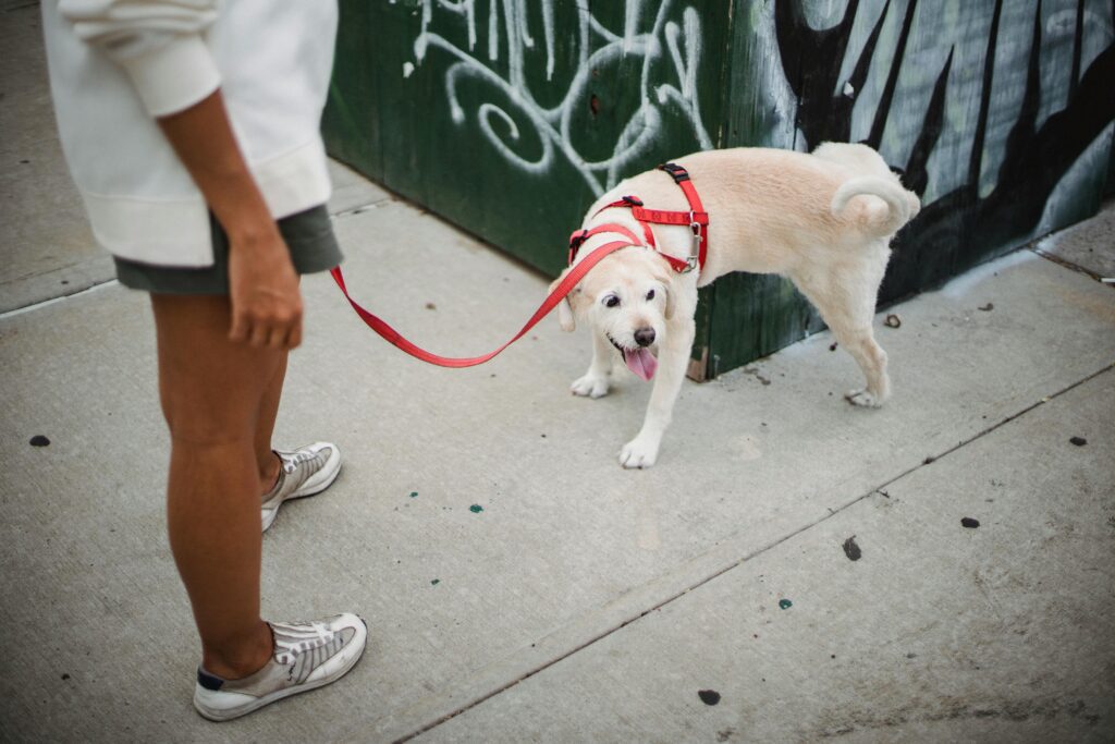 A person wearing a white sweater, shorts, and sneakers is holding a red leash attached to a light-colored dog. The dog is wearing a red harness and standing on a sidewalk near a graffiti-covered wall.