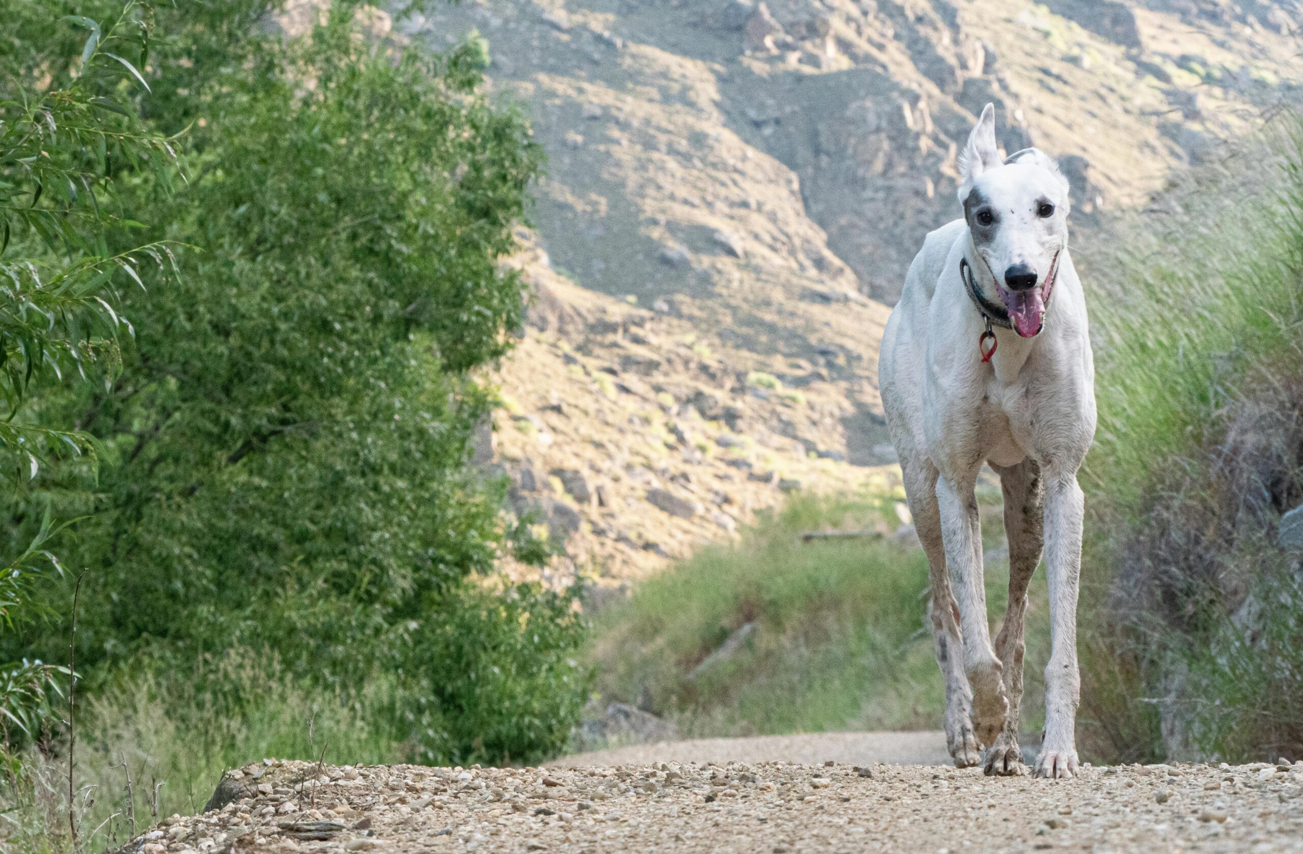 A white Greyhound dog with a pink collar walks along a gravel path surrounded by greenery and rocky hills in the background. The dog appears to be panting slightly, with its tongue out, under clear daylight.