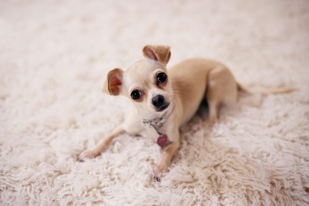 A small tan chihuahua with a curious expression lies on a fluffy white rug, looking up at the camera. The dog's ears are perked, and it wears a collar with a visible tag.