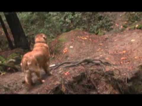 A golden retriever stands on a dirt path in a forested area, looking ahead. The ground is uneven with visible tree roots, and fallen leaves add color to the earthy scene. The background features dense foliage.