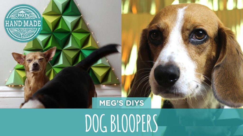 A beagle and a chihuahua are in a room with a green triangle pattern display in the background. The beagle is in close-up, while the chihuahua stands with eyes closed. Text overlay reads "HGTV Handmade, Meg's DIYs, Dog Bloopers.