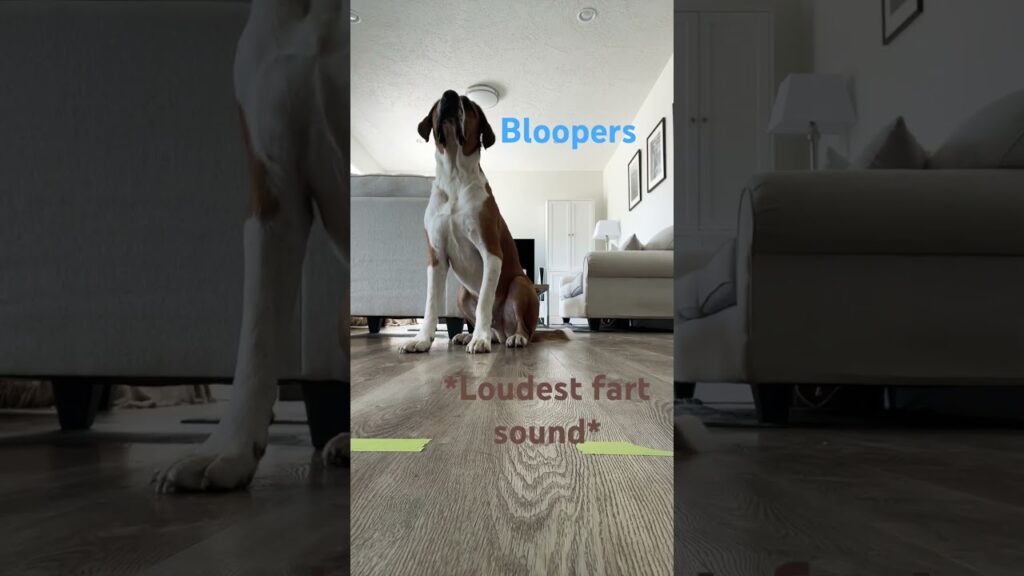 A large dog sits on the floor in a living room, with the words "Bloopers" and "*Loudest fart sound*" overlayed. The room features a sofa, lamp, and artwork on the walls. The focus is on the dog and text, highlighting the humorous context.