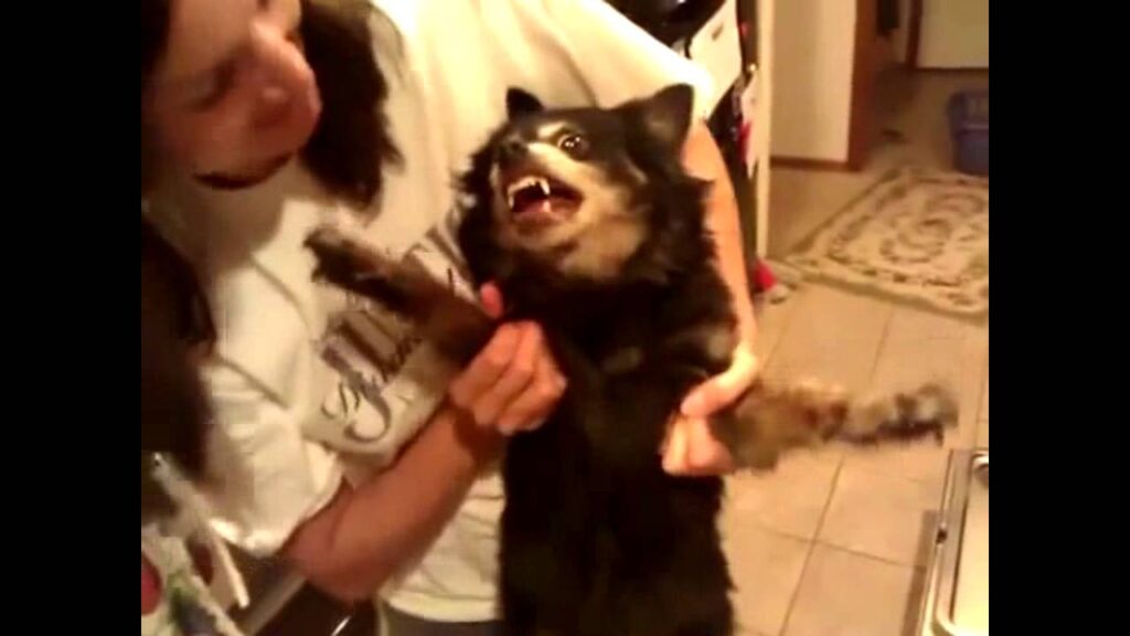 A person playfully holding a small, fluffy black and brown dog with its mouth open. The dog appears to be excited or talking, its front paws raised. The setting is a home interior, with a light-colored rug visible in the background.