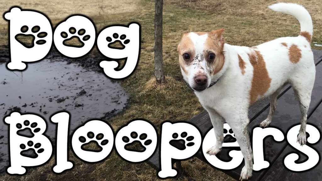 A white and brown dog stands on a wooden platform near a muddy puddle. Its face and paws are dirty. The text "Dog Bloopers" with paw prints is prominently displayed. The background shows a grassy area.