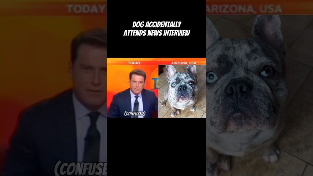 A news screen shows a confused anchor on the left and a close-up of a French Bulldog on the right. Text above reads, "Dog accidentally attends news interview.