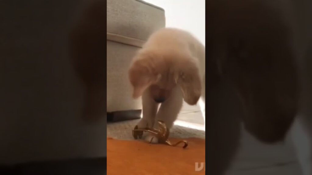 A small puppy is playfully interacting with a shiny object, possibly a ribbon, on the floor near a couch. The image captures the puppy's curious expression as it explores its environment.