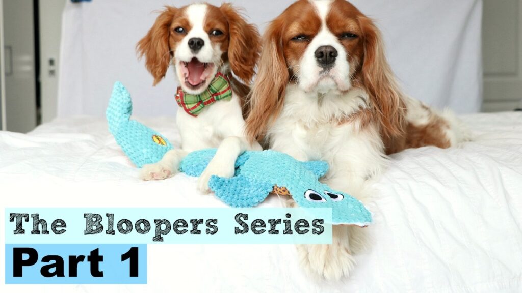 Two dogs on a white bed: one playful and yawning, wearing a plaid collar, and the other lying down, looking at the camera. Both are Cavalier King Charles Spaniels. A blue plush toy is in front. Text reads "The Bloopers Series Part 1.