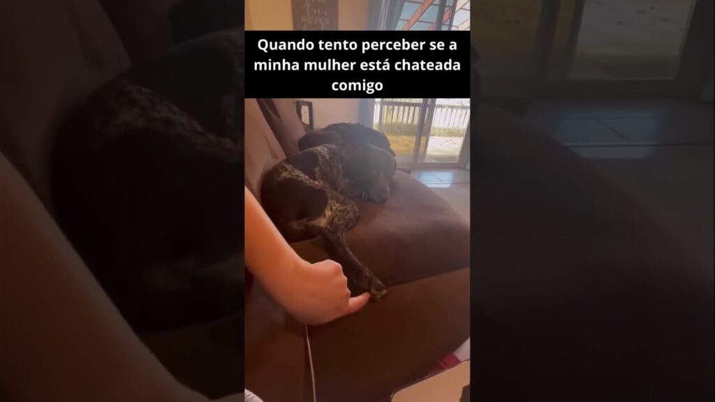 A person is gently holding the paw of a spotted dog lying on a brown couch. There is a caption in Portuguese at the top of the image. The setting appears to be indoors with natural light coming through a window.