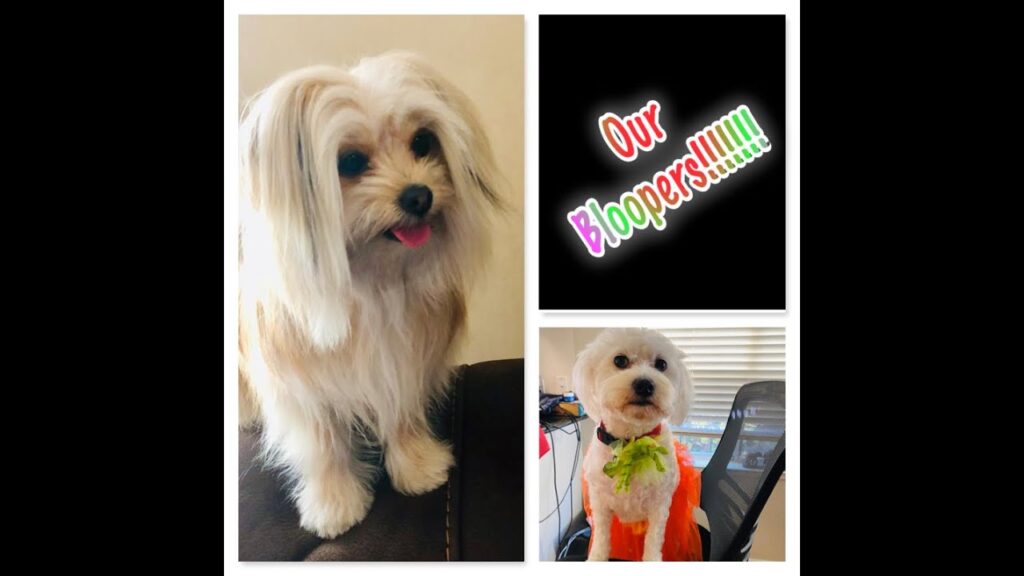 A collage of a small, fluffy white dog. The left image shows the dog sitting on furniture with its tongue out. The right image shows the dog wearing a colorful costume beside a chair. Text reads "Our Bloopers!!!!!" in colorful letters.