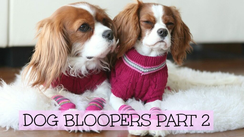 Two Cavalier King Charles Spaniels in pink sweaters and socks sit on a fluffy rug. A text overlay reads "DOG BLOOPERS PART 2.