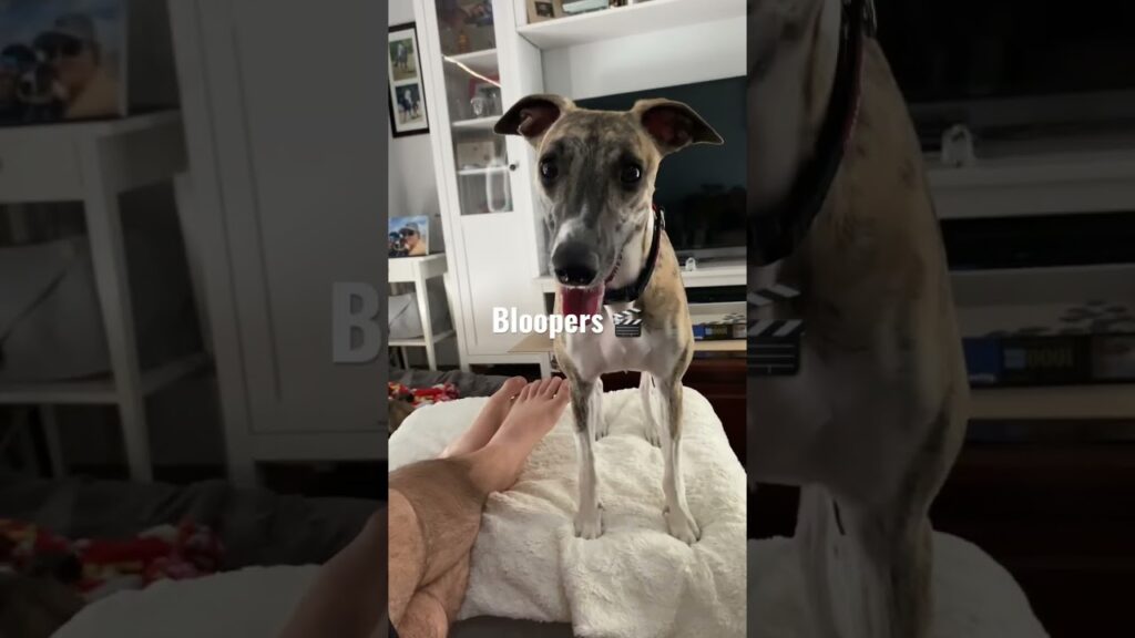 A dog with a brindle coat stands on a couch next to a person's feet. The word "Bloopers" is overlaid on the image. The setting appears to be a cozy living room.