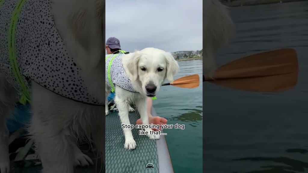 A white dog wearing a spotted life jacket stands on a paddleboard with a person paddling in the background. The text on the image reads, "Stop exposing your dog like that..." The scene takes place on calm water under a cloudy sky.