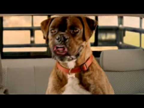 A brown dog with a red collar sits in the backseat of a vehicle. The dog has its mouth open, appearing as if barking or panting. The interior of the vehicle is visible, and there are bars on the rear window.