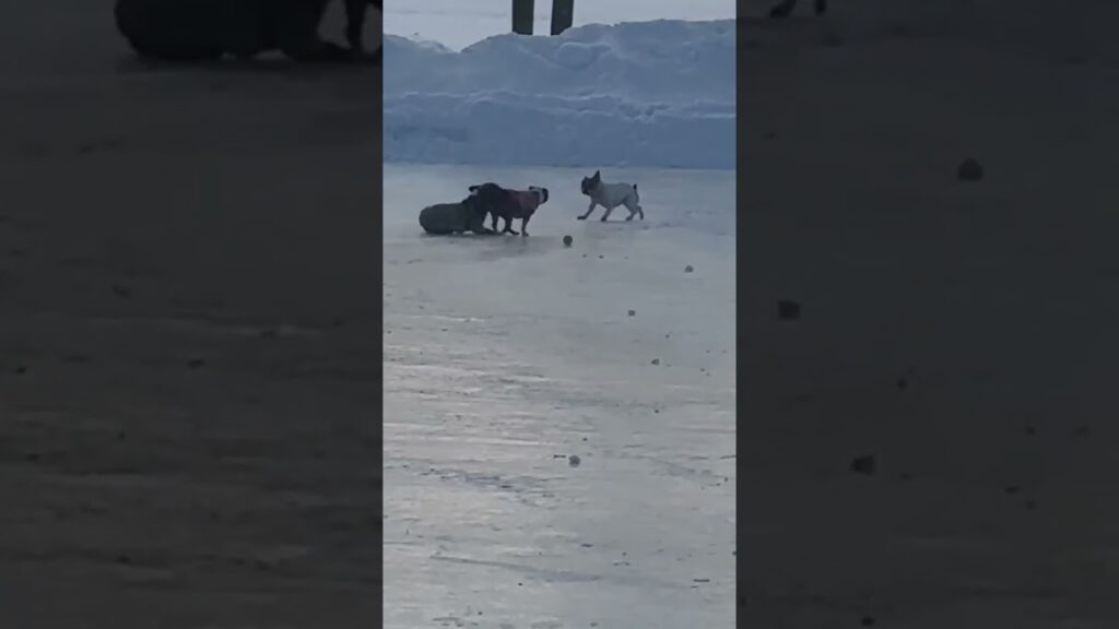 Two dogs are playing on an ice-covered surface. Snowy mounds are visible in the background, with a ball on the ice near the dogs. The scene appears to be a winter setting.