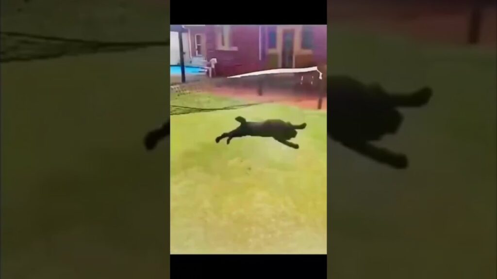 A black dog leaps energetically over a low tennis net in a backyard setting. The grass is vibrant, and there's a house and patio furniture in the background. The dog appears to be enjoying an active playtime.