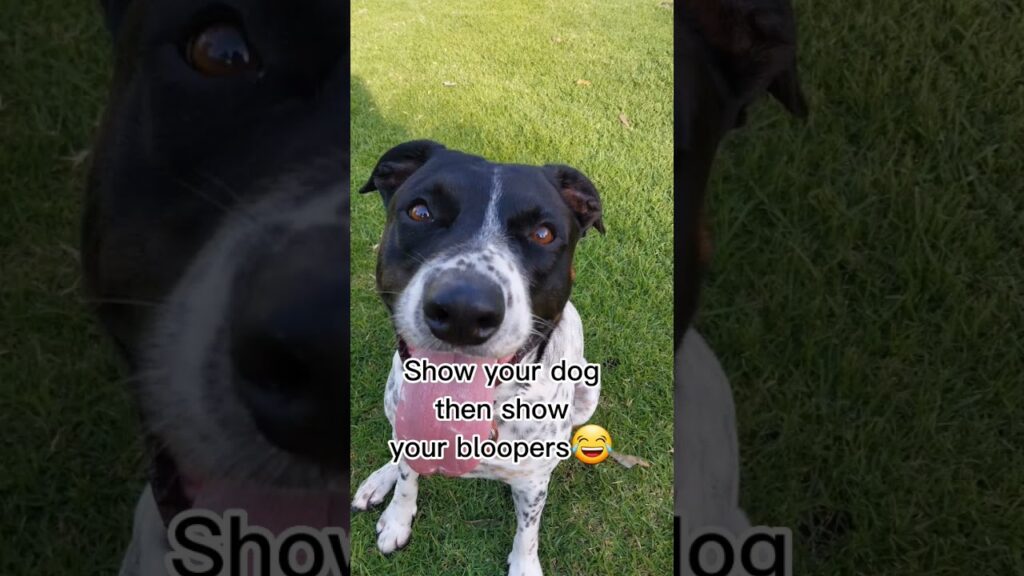 A black and white dog sits on grass, looking at the camera. The text on the image reads, "Show your dog then show your bloopers," followed by a laughing emoji.