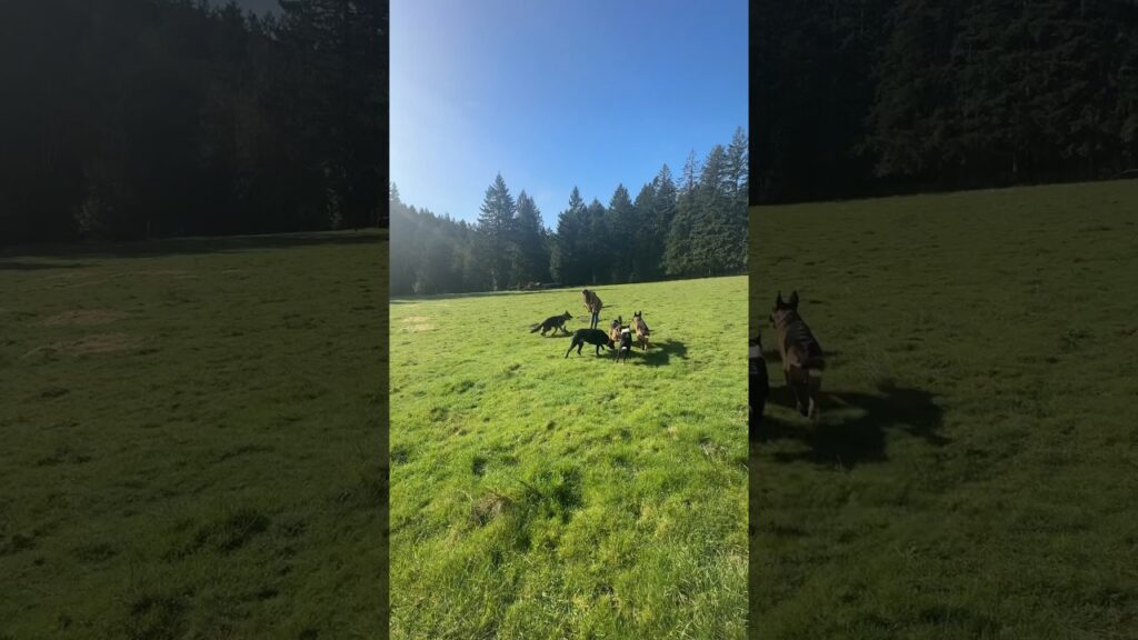 A group of dogs playfully running on a sunny, grassy field surrounded by trees. One dog is in the foreground on the right, while others are in the distance near the center of the field.