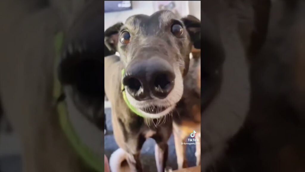 A close-up of a black and white Greyhound dog with wide eyes, looking directly at the camera. The dog is wearing a green collar and is indoors, with a blurred background.