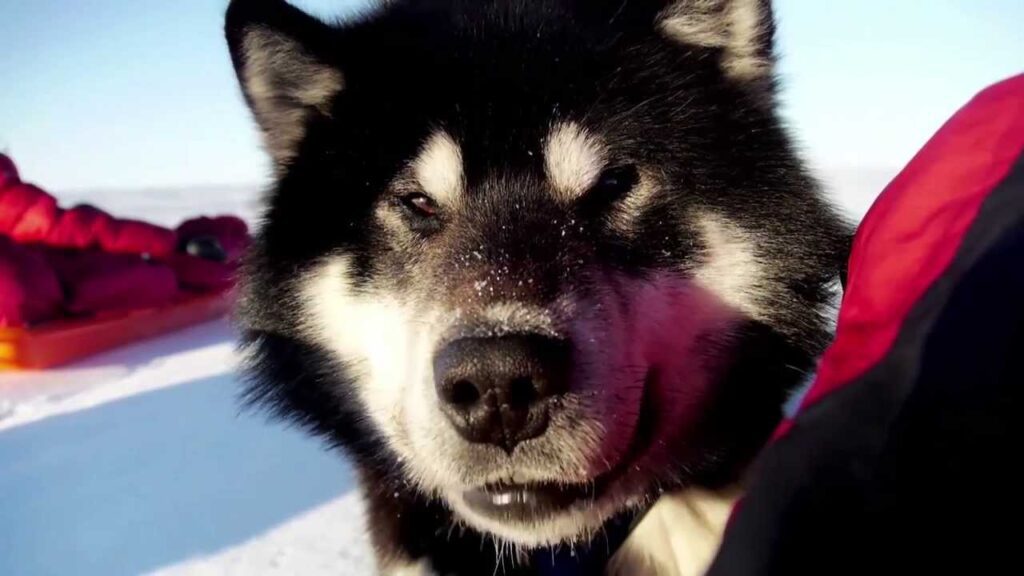 Close-up of a fluffy black and white dog with snow on its face, outdoors on a sunny day. The dog appears to be squinting slightly, with icy terrain and red-clad figures blurred in the background.