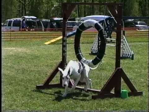 A white dog is running through a hoop in an agility course set up on grass. There are parked cars and agility equipment visible in the background.