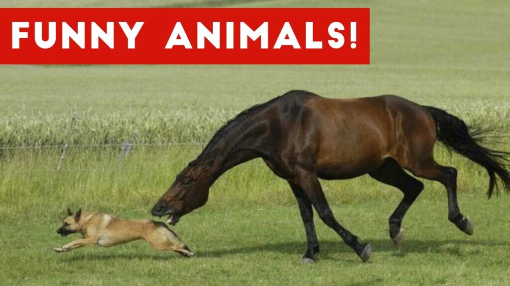 A dog playfully runs across a grassy field while being gently nipped on the tail by a horse. The scene is set under a banner that says "FUNNY ANIMALS!" in bold red and white text.