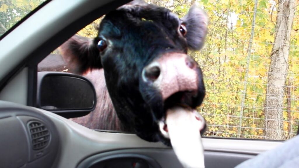 A close-up of a cow sticking its head through a car window with its tongue out. The background shows a wire fence and trees with autumn leaves.