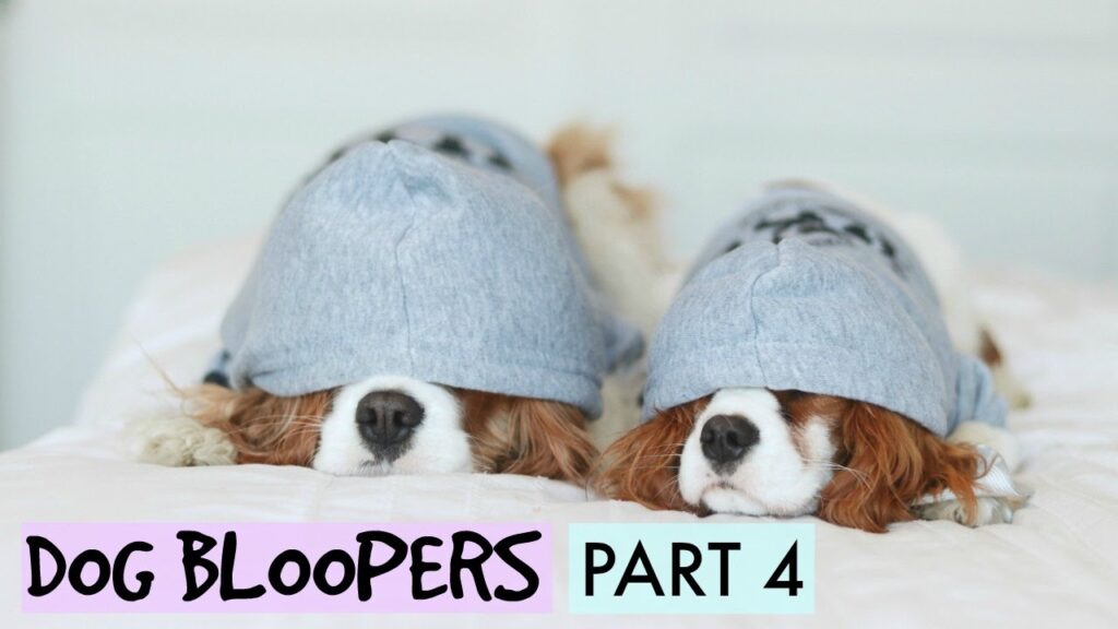 Two dogs wearing matching light gray hoodies covering their heads lie on a bed. The text "DOG BLOOPERS PART 4" is overlaid at the bottom.